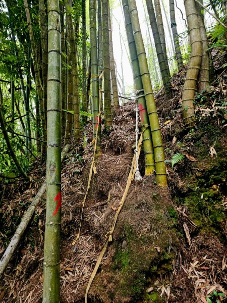 金柑樹山、忘憂森林步道-(南投)臺灣百大必訪步道2789396