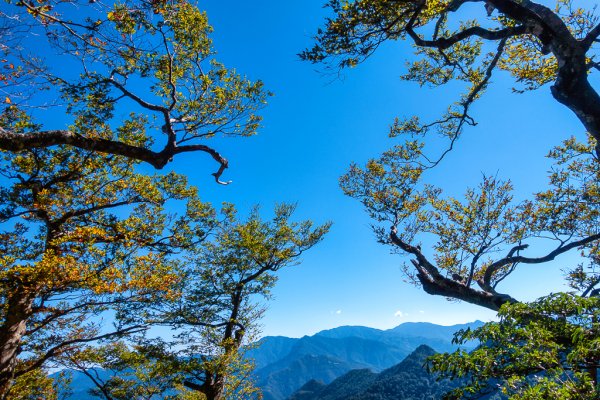 2023-11-03 初訪北得拉曼巨木步道，感受1號巨木的臨場震撼與內鳥嘴山的金黃浪漫2336023