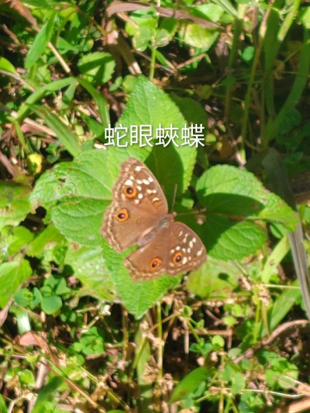 亞麻灣山 日湯真西南峰 亞麻灣山西峰2980022