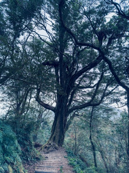 小百岳大凍山2775065