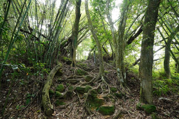 桃園 大溪 草嶺山、白石山、十三分山3040377