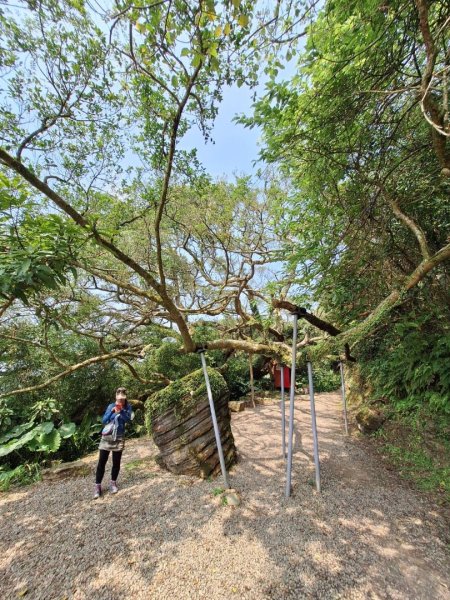 汐止聖德宮-樹林大凍山-鶯歌蛋石山-鶯歌陶瓷博物館2472000