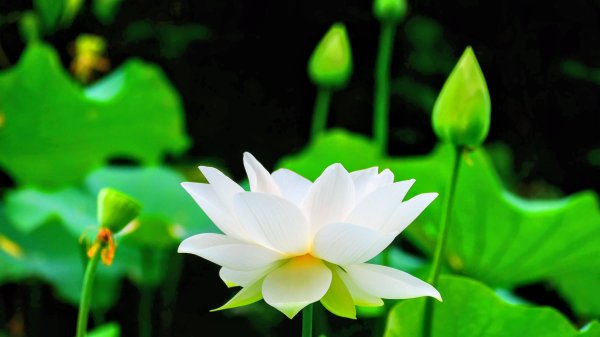 翼豆（楊桃豆）3067591