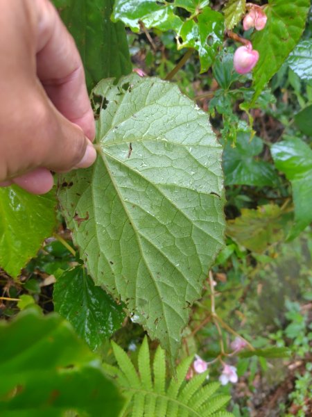 再訪雙林山、杜仔湖步道、雙子山2817926