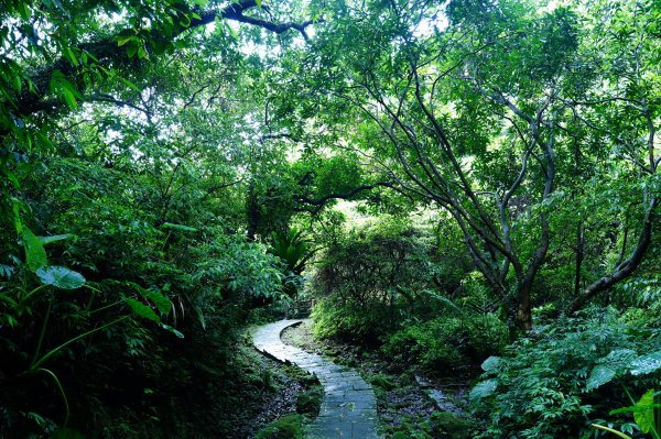 新北 平溪 頂子寮山、五分山3043964