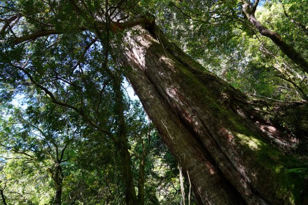 南橫三星 | 前緣再續。關山風月登庫哈諾辛、塔關山順訪中之關。1780108