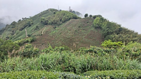 20240523嘉義梅山梨子腳山-太平老街-太平雲梯吊橋2511313