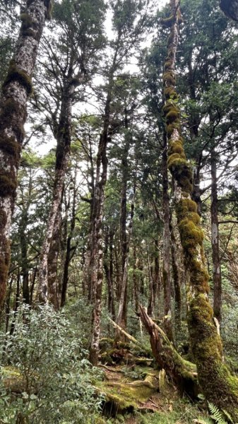 多門山山麓見晴運材軌道2597611