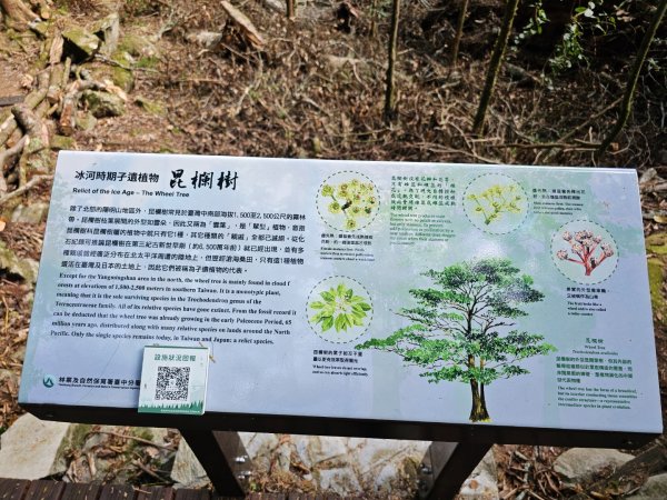 大雪山森林遊樂區森林浴步道2966011