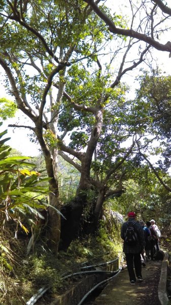 滿眼翠綠的半嶺步道、橫嶺古道、紗帽山步道883215