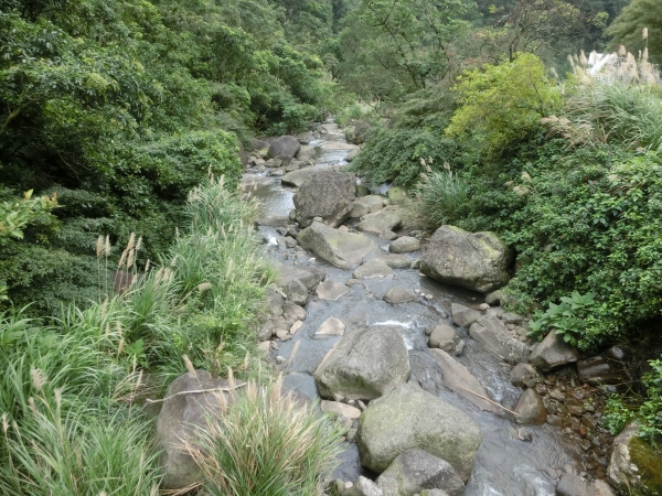 大崎頭步道．坪頂古圳步道98273