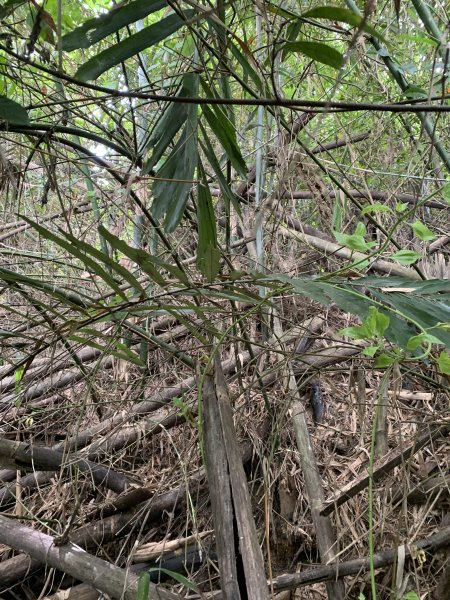 20251024台南東西崙山2925629