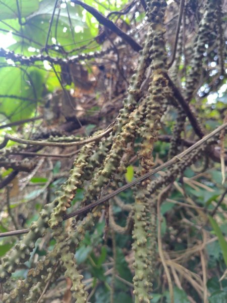 大棟山系南段 水利古道西口 上 竹高崙山 連走 鳥子嶺 坑仔內山 大崖山 下 龍目井農場2953115