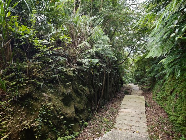[淡蘭古道] 2026_0531 北路第一段_琉榔路步道3070567