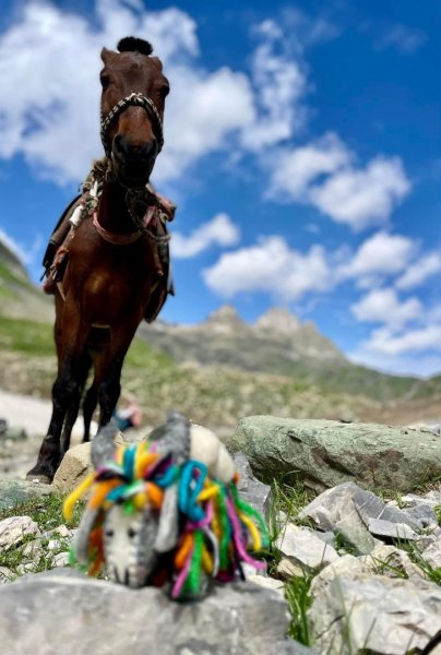 喀什米爾/馬牛羊駱駝動物寫真2565804