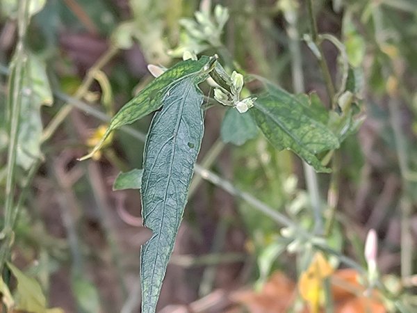 盆貿里山三盆連走2749539