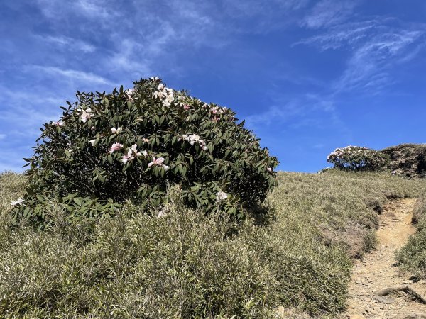 合歡北、西峰(三訪)113.04.212492810