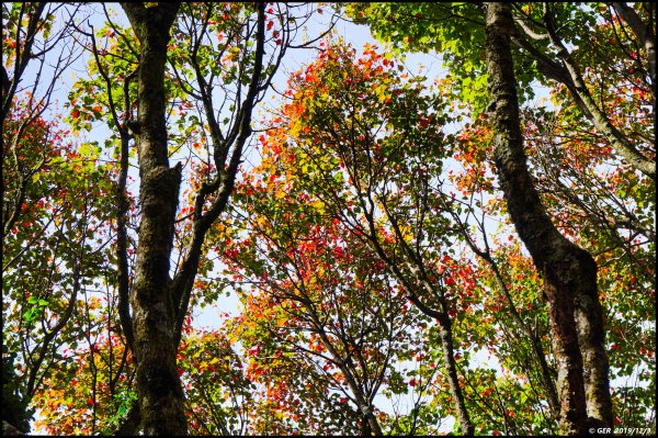 冷了天、紅了葉 ~ 一年一會、稍來賞楓765418