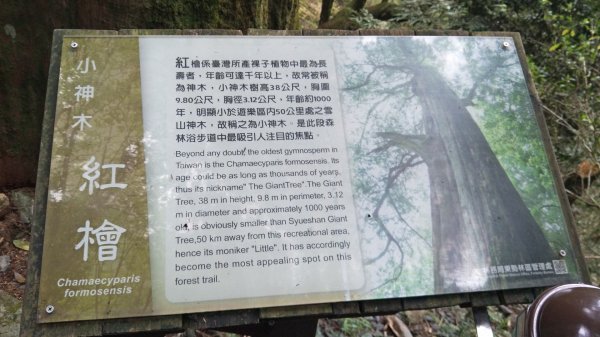 大雪山小神木步道+環站步道914507