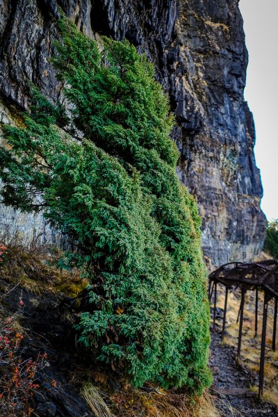 [冬訪大霸聖山岳參行]-榮耀桂冠B'bu' Papak聖稜精選輯2974779
