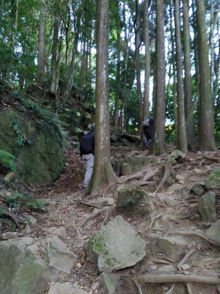 加里山步道+杜鵑嶺+舊運木鐵道(大坪支線1192114