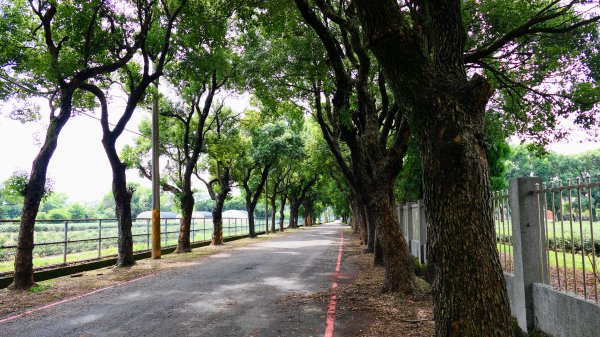 茶山步道,鎮南橋,鴉片菸潭,通學古道2602607