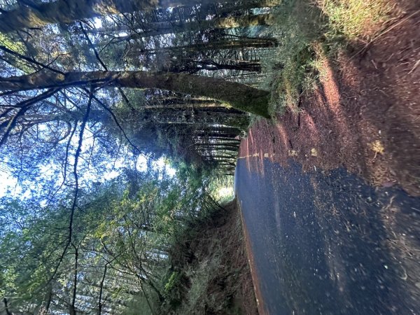 鹿林前山、鹿林山、麟趾山O繞縱走2799629