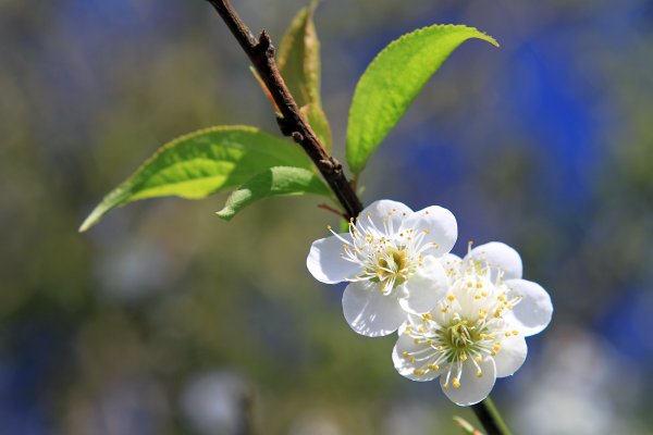 【臺南~楠西】梅嶺賞梅一~觀音步道1246934