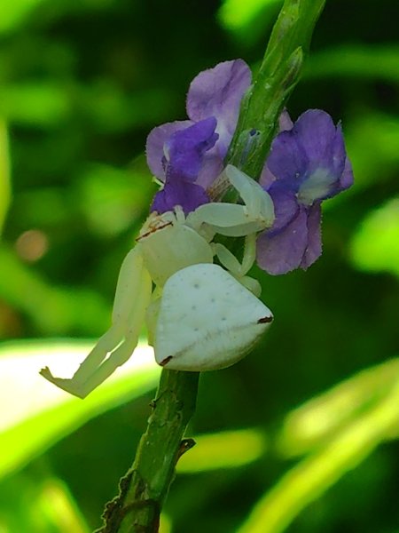 西阿里關山2823101