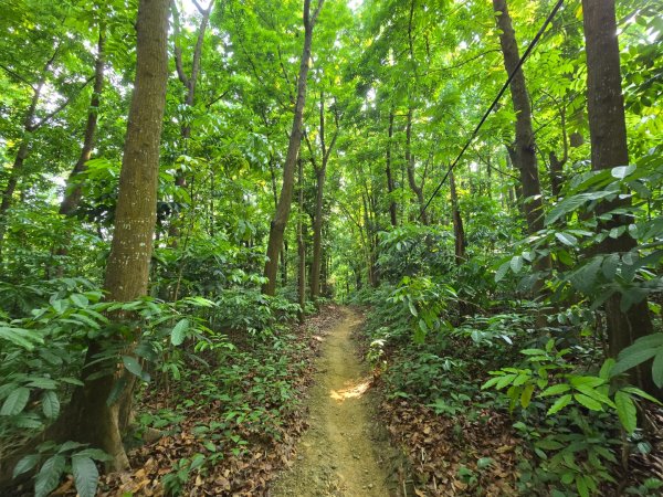 2025-04-21 茶頂山桃花心木步道2767818