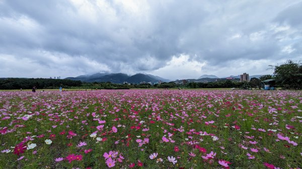 關渡花海,大龍峒孔廟,保安宮,迪化街2345352