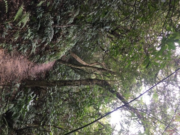 五酒桶山、南崁山2693340