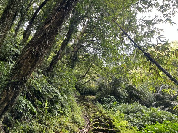 [微笑山線_第十一段] 2025_0803 五分山系_平溪小黃山段2851053
