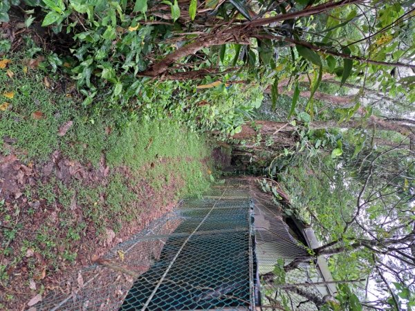 2026樟之細道：清水坑古道-伙房崎古道-大牛崎古道3111865