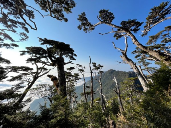 見證最美麗北大武山雲海、鐵杉1319000