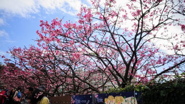 樂活公園櫻花2016475