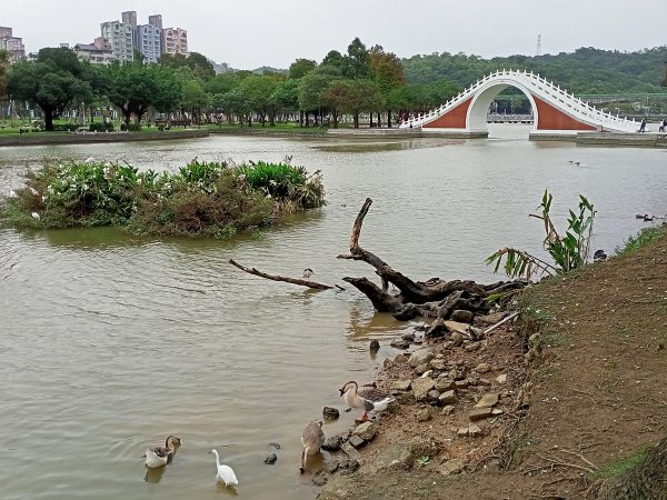 大湖公園 (防災公園)【走路趣尋寶】