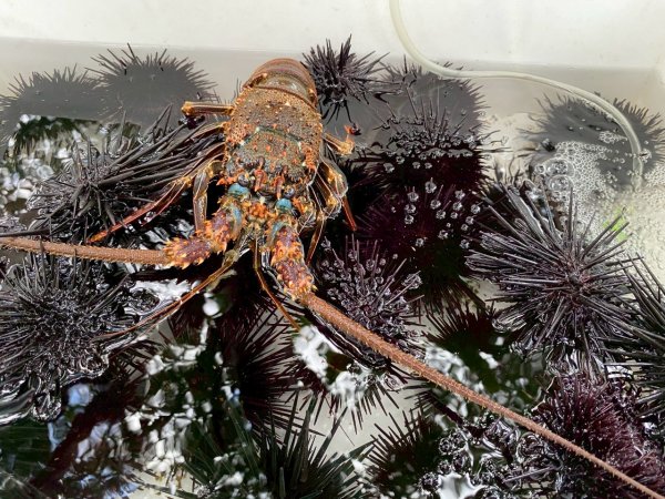 🌈8/3（日）福隆~舊草嶺自行車環狀20公里✨FB：熊熊趴爬走🌈2852319