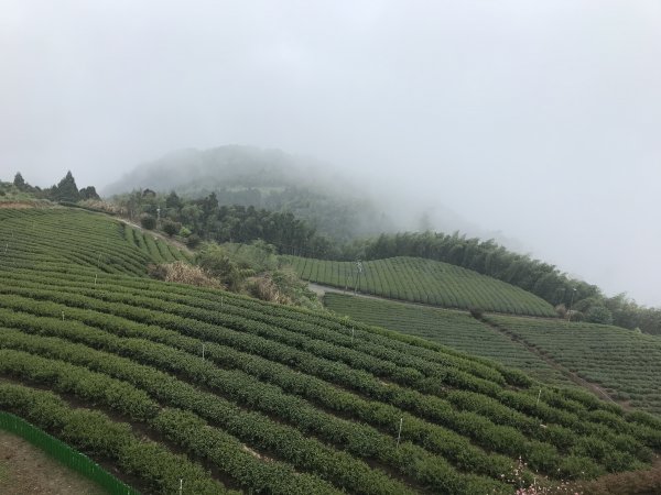 110年4月25日雲林  雲嶺之丘 五元二角 木馬古道1456569