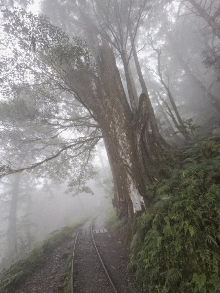 見晴懷古步道-(宜蘭)臺灣百大必訪步道2827760