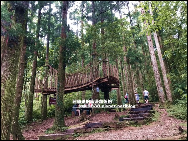 東眼山打卡新亮點森林裡的木構裝置藝術1021743