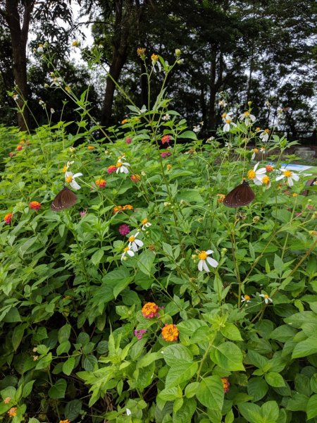 【高雄】小崗山, 崗山之眼790722