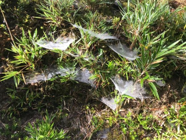 奇萊南華，超級雲海美景！407428
