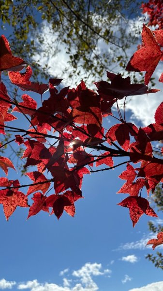 馬武霸下武陵2962348