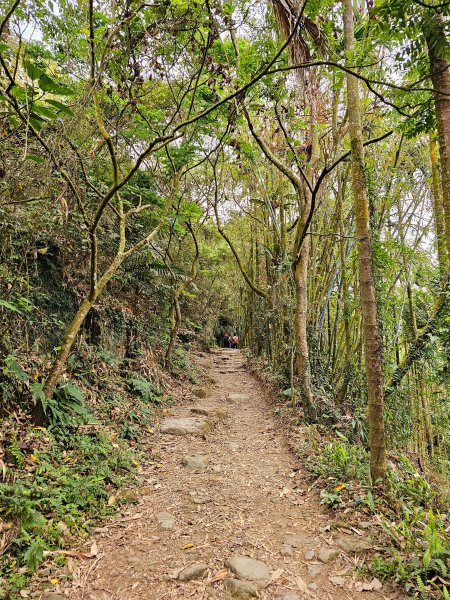 小百岳集起來-關仔嶺大凍山2185138