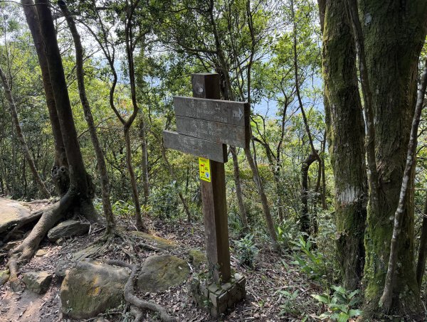 [微笑山線_第八段] 2026_0411 二格山系_炙子頭山3035073