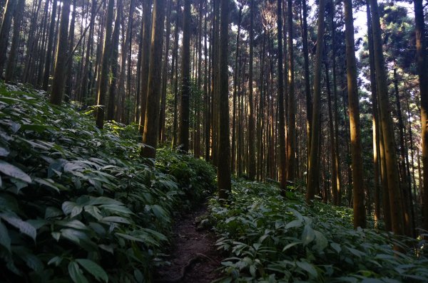 向天湖山、光天高山O型1946599