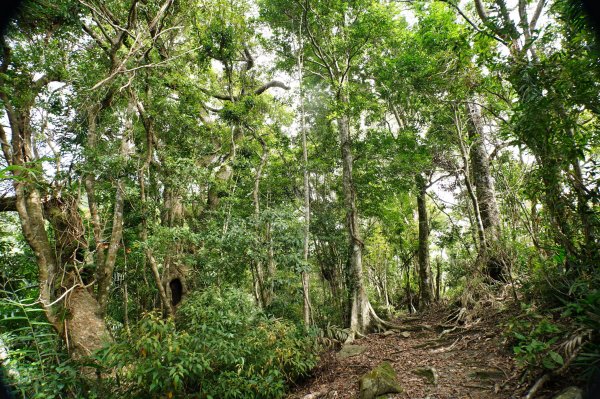 宜蘭 南澳 澳花山2881289