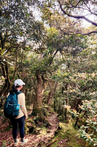 【中級山縱走】志繼山，東眼山，拉卡山，卡外山，東滿步道2742573