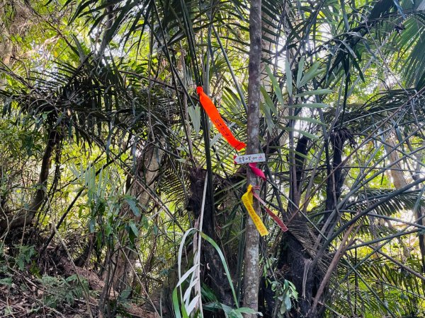 1141207金童山2957722